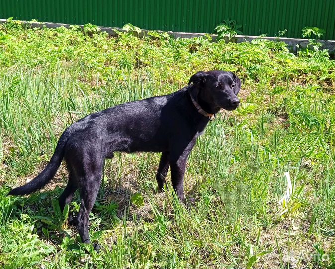 Щенок мальчик 11 мес., отдам