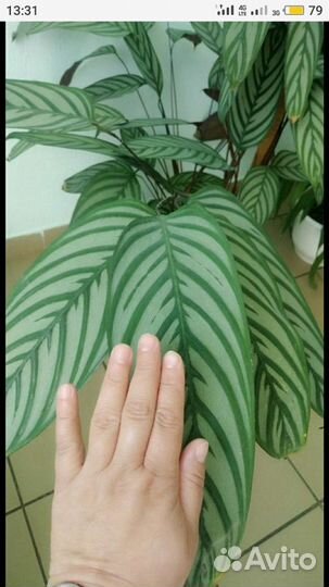 Бахема ктенанта