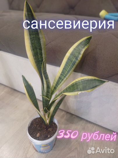 Сансевиерия