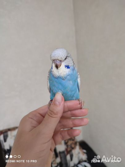 Волнистые попугаи чехи