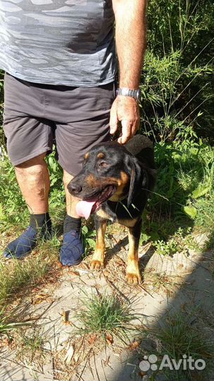 Отдам ротвейлера