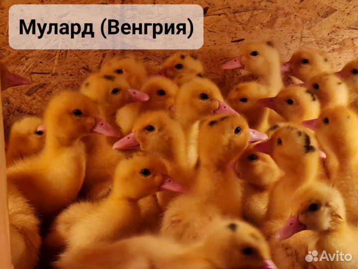 Бройлеры,цыплята, муларды,гусята,утята,индюшата