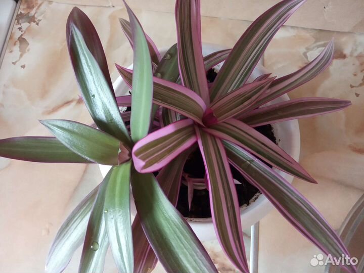 Рео(Кордилина)