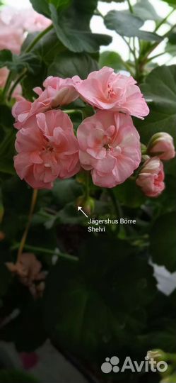 Пеларгония герань сортовая