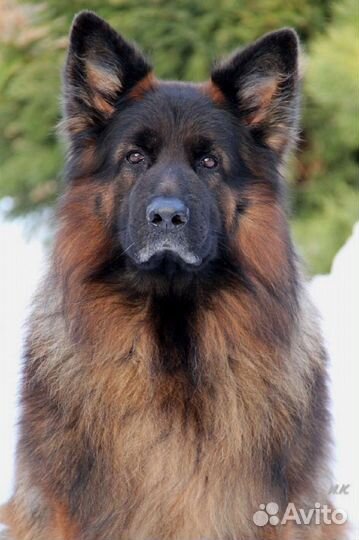 Щенки немецкой овчарки длинношерстной РКФ