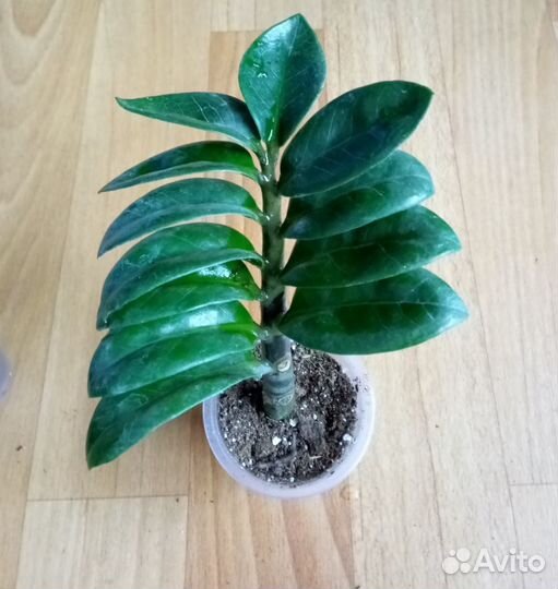 Замиокулькас Зензи