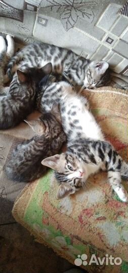 Бенгальская