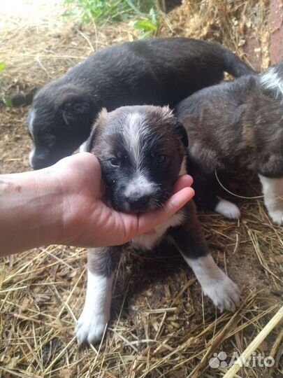 Щенок в добрые руки бесплатно