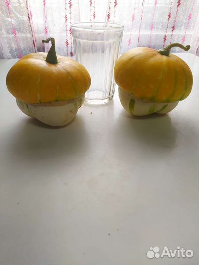 Тыква декоративная