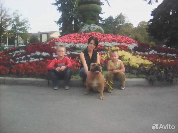 Дрессировка собак. Кинолог