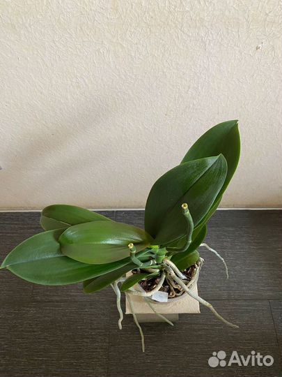 Орхидея фаленопсис