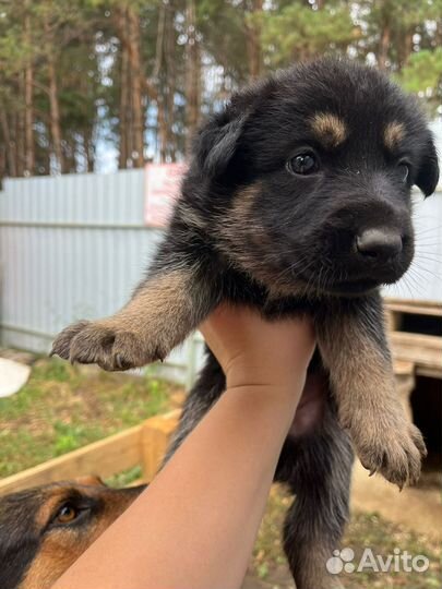 Немецкая овчарка