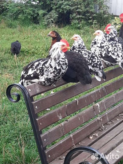 Нубийская козочка