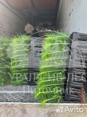 Сеянцы зкс Сосна окс Ель Лиственница Горная