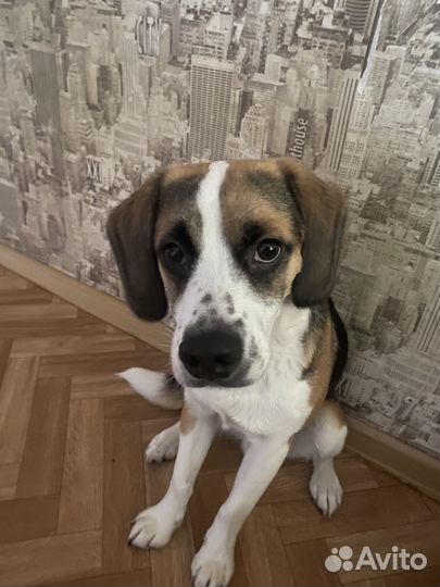 Помесь бигля