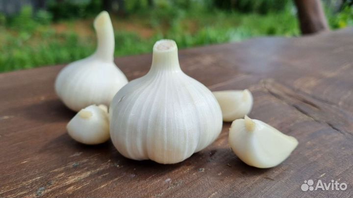 Молодой чеснок