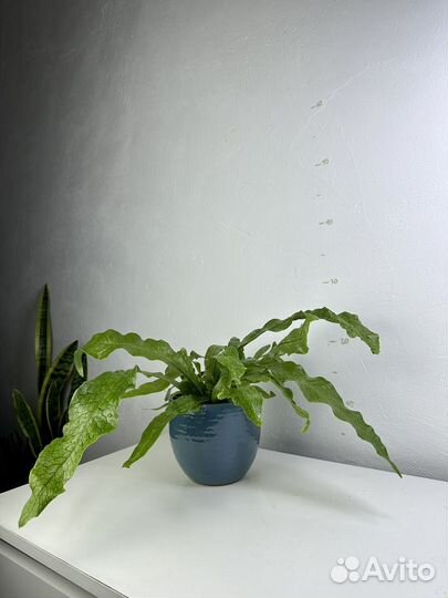 Папоротник микросорум крокодил