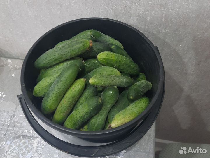 Огурцы