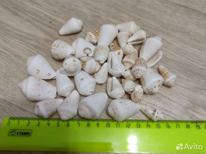 Морские ракушки