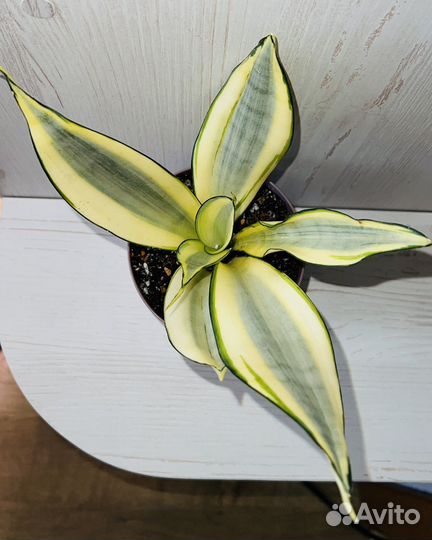 Сансевиерия Сплеш