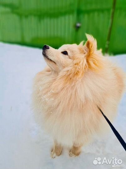 Немецкий шпиц