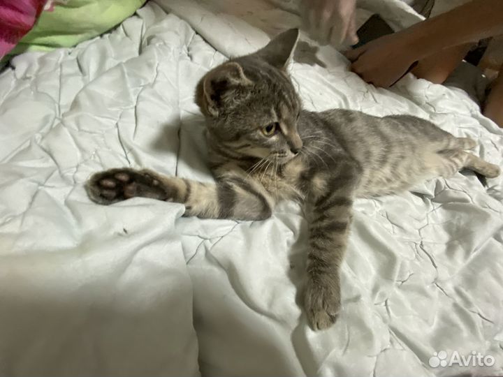 Котёнок 5месяцнв