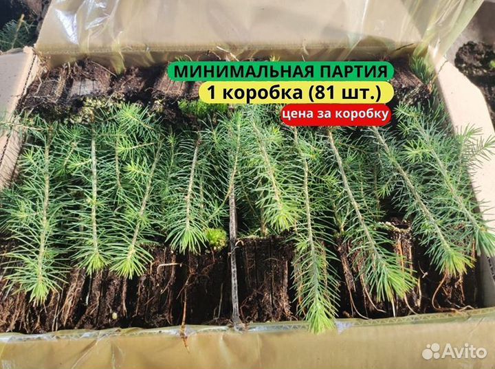 Саженцы сосны зкс в розницу