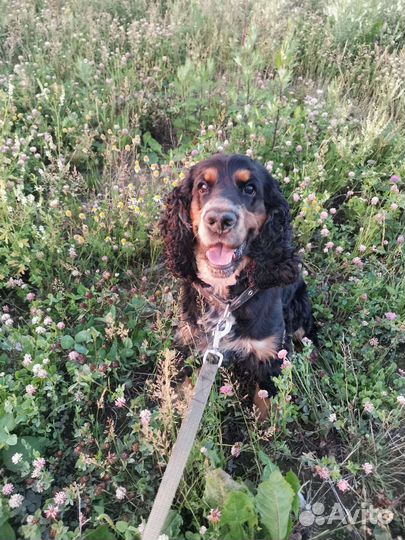 Вязка английский кокер спаниель