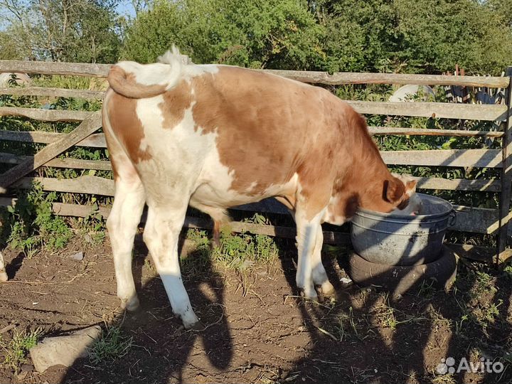 Бычки 8 голов