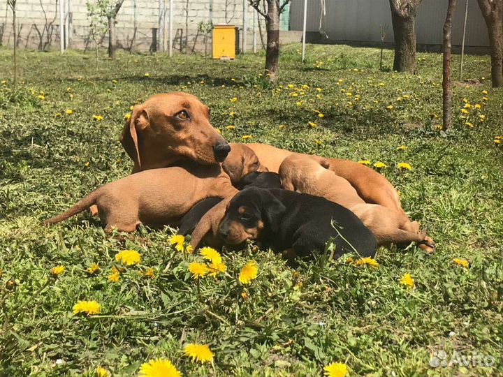 Такса щенки