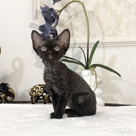 Черный мальчик