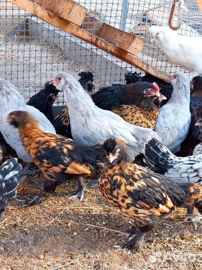 Молодки кур Амераукан