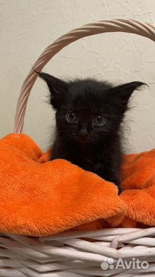 Котята мейн-кун