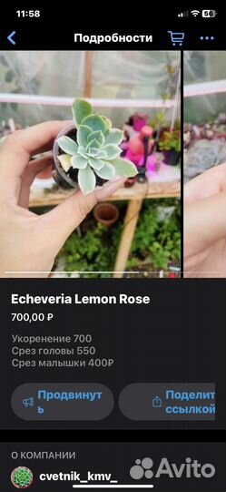 Редкие суккуленты