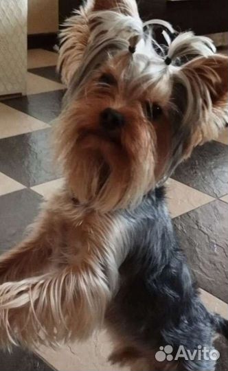 Йоркширский терьер