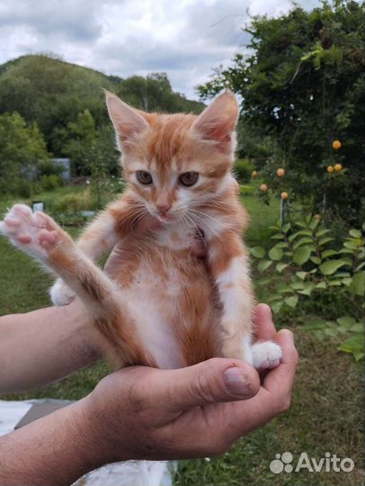 Кошки в добрые руки