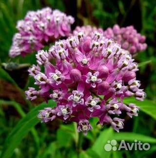 Многолетние цветы для сада