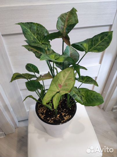 Сингониум конфетти триколор