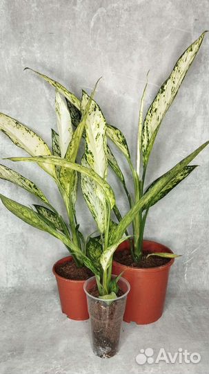 Диффенбахия Везувий