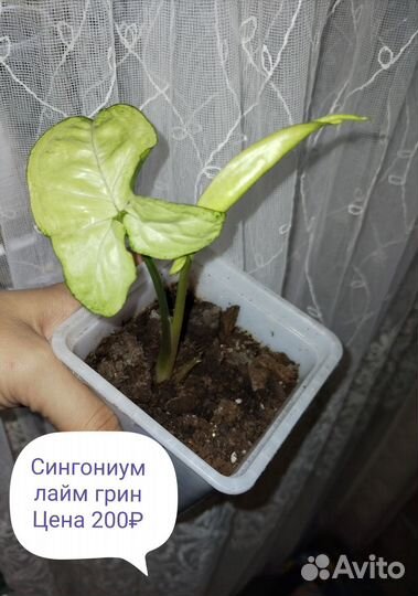 Комнатные растения