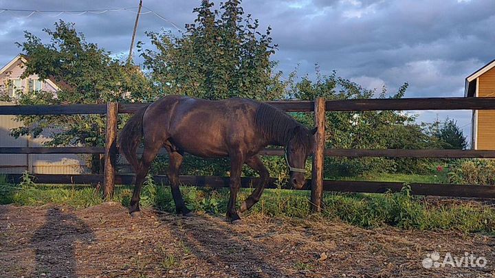 Мерин на продажу