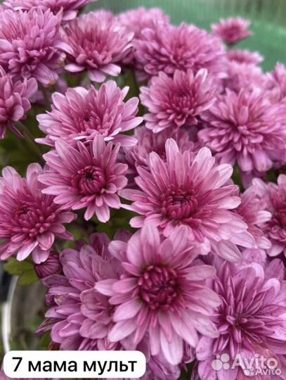 Хризантема корейская саженцы