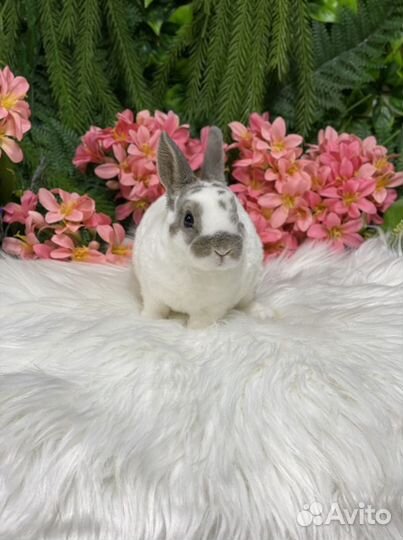 Рекс карликовый