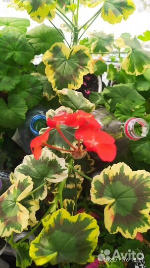 Пеларгония герань