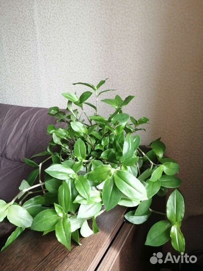 Комнатные цветы