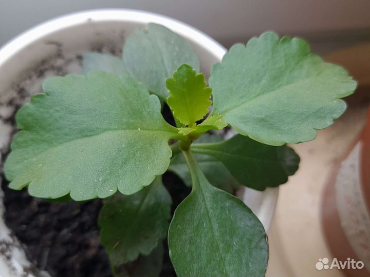 Каланхоэ цветущее