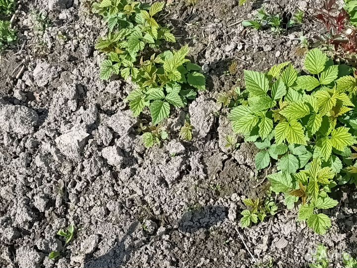 Ремонтантная малина Изобильная Казакова