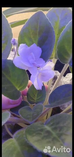 Фиалка белая, черенки