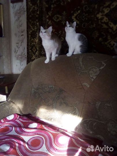 Отдам в дар в добрые руки котят