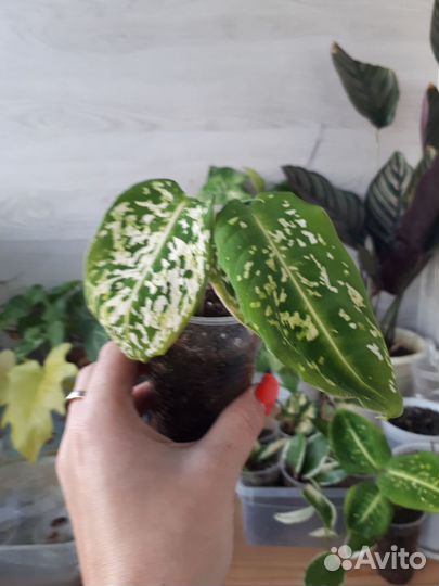 Диффенбахия Рефлектор